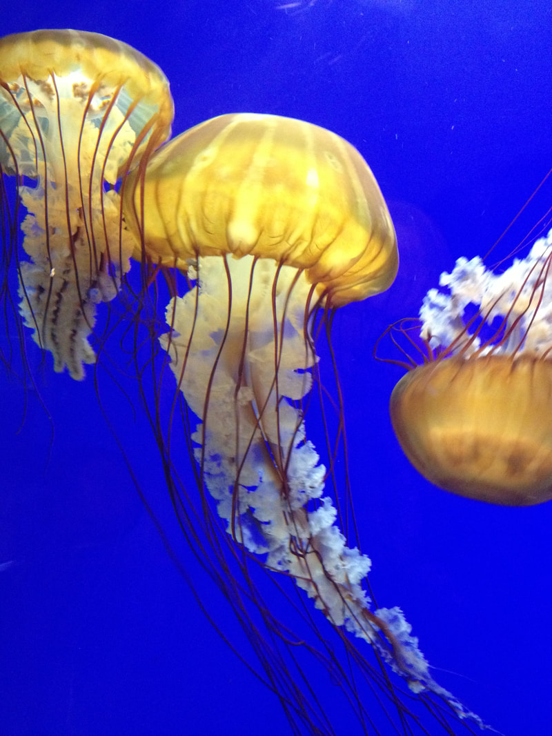 Jellyfish at the Oregon Coast Aquarium, Newport, Oregon